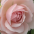 Roz - Trandafir englezesti - Auswith